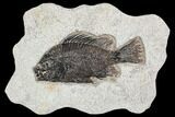 Fossil Fish (Cockerellites) - Green River Formation #107880-1